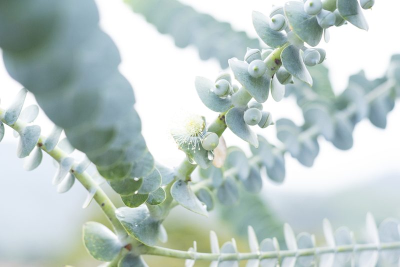 Eucalyptus pulverulenta, photographed by Daniel Mesa
