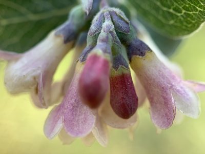 Symphoricarpos rotundifolius, photographed by mark-groeneveld
