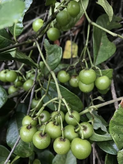 Apocissus trianae, photographed by Nicolás Baresch Uribe