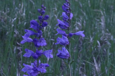 Penstemon strictus, photographed by lazarus