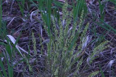Festuca kingii, photographed by lazarus