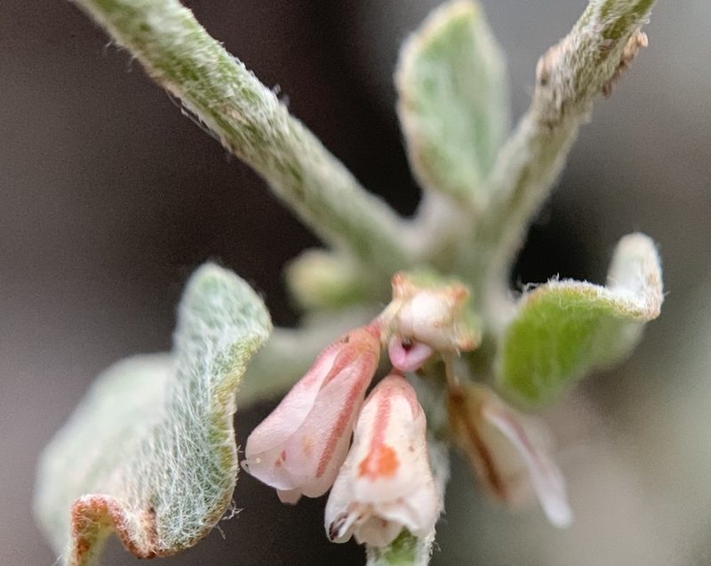 Eriogonum vimineum, photographed by mark-groeneveld