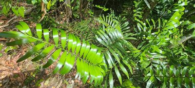 Zamia erosa, photographed by Ana Ka'ahanui