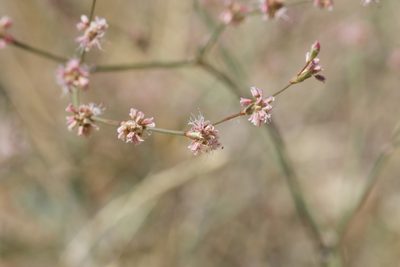 Eriogonum luteolum, photographed by Arvel Hernandez