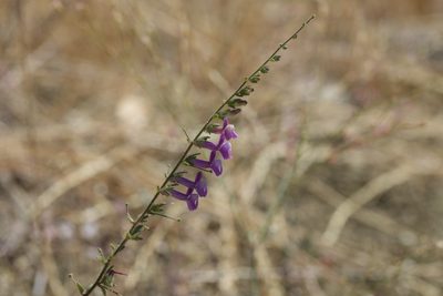 Sairocarpus vexillocalyculatus, photographed by Arvel Hernandez