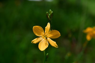 Echeandia skinneri, photographed by Neptalí Ramírez Marcial