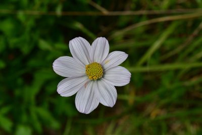 Cosmos diversifolius, photographed by Neptalí Ramírez Marcial