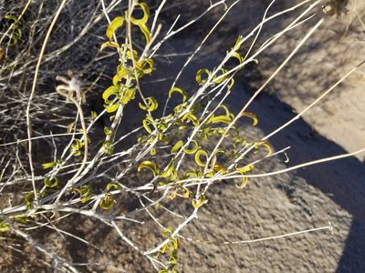 Encelia frutescens, photographed by Bob Miller