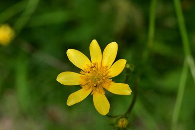 Ranunculus petiolaris, photographed by Neptalí Ramírez Marcial