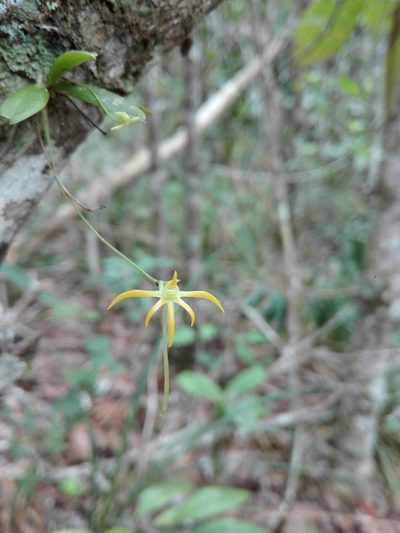 Angraecum rhynchoglossum, photographed by Marc Fradera-Soler