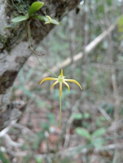 Angraecum rhynchoglossum, photographed by Marc Fradera-Soler