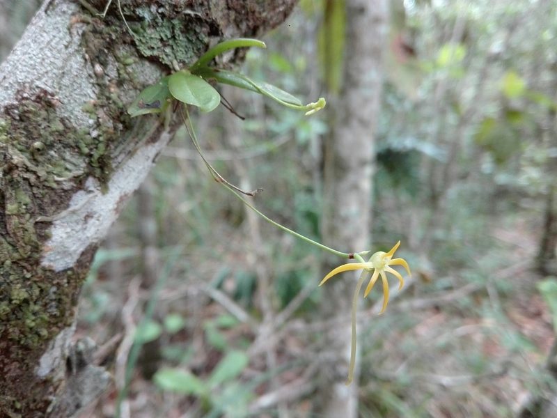 Angraecum rhynchoglossum, photographed by Marc Fradera-Soler