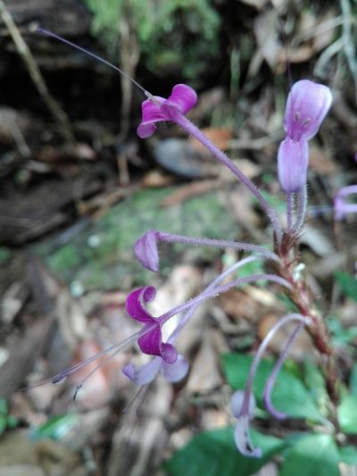 Brachystephanus lyallii, photographed by Marc Fradera-Soler