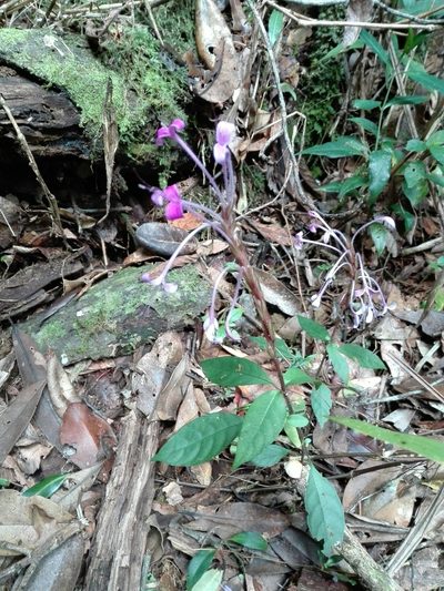 Brachystephanus lyallii, photographed by Marc Fradera-Soler