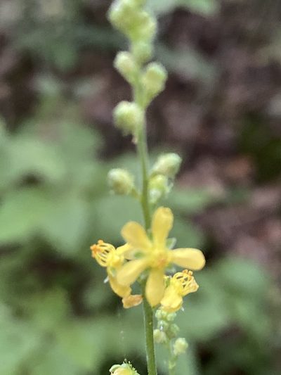 Agrimonia rostellata, photographed by Carol Ann McCormick