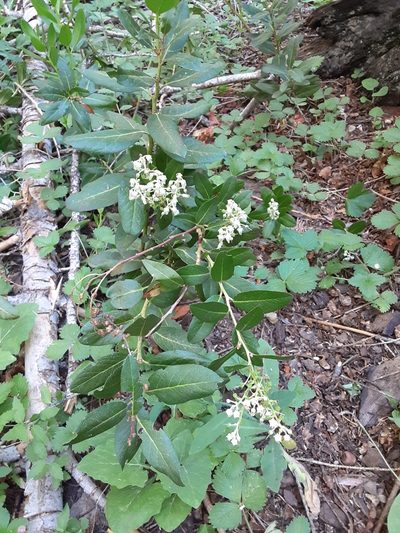 Leucothoe davisiae, photographed by Jeff Lahr