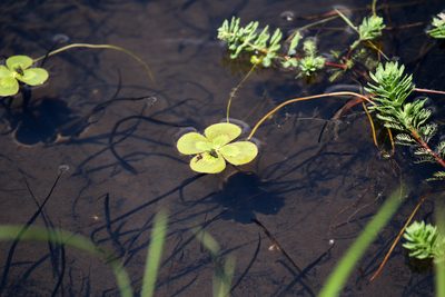 Marsilea mutica, photographed by Tom Field