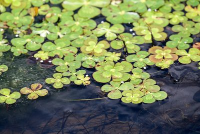 Marsilea mutica, photographed by Tom Field