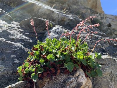 Heuchera rubescens, photographed by william_hoyer