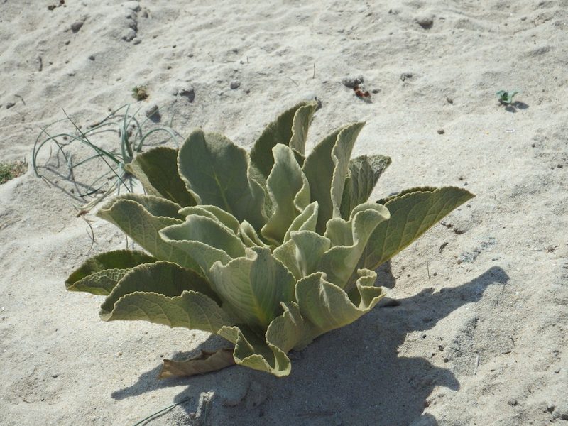 Verbascum litigiosum, photographed by Duarte Frade