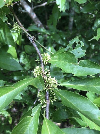 Sideroxylon lycioides, photographed by John Kees
