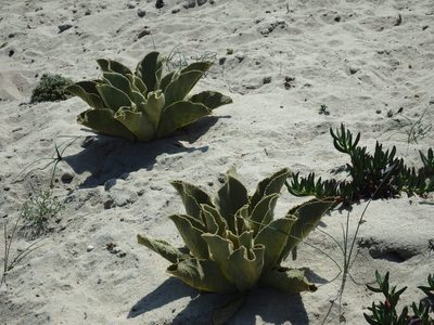 Verbascum litigiosum, photographed by Duarte Frade