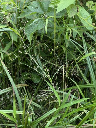 Juncus anthelatus, photographed by Summit Metro Parks