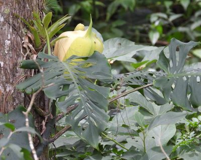 Monstera siltepecana, photographed by Grete Pasch