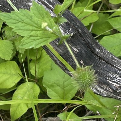 Geum laciniatum, photographed by Summit Metro Parks