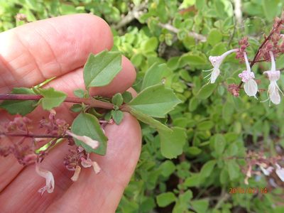 Aeollanthus parvifolius, photographed by Peter Warren