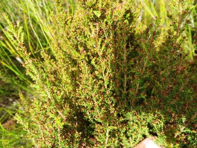 Erica rigidula, photographed by linkie