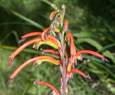 Chasmanthe bicolor, photographed by Don Loarie