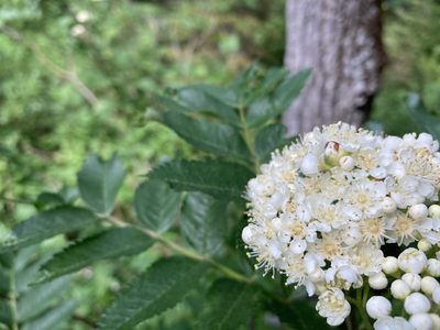 Sorbus scopulina, photographed by Caleb Catto
