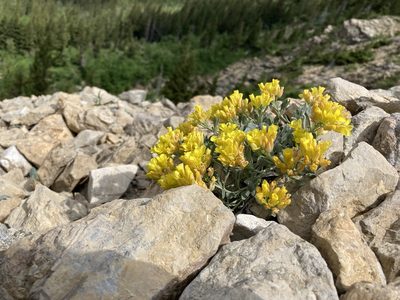 Physaria didymocarpa, photographed by Caleb Catto