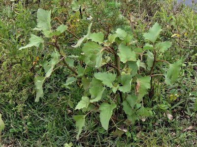 Xanthium cavanillesii, photographed by Gustavo Puente