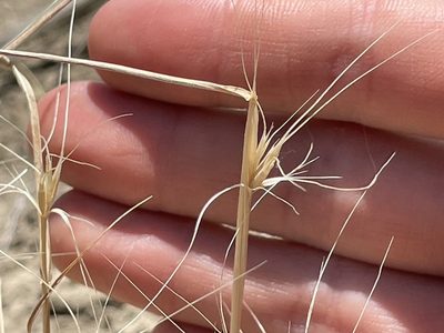 Elymus elymoides, photographed by Bobby McCabe