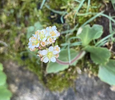 Micranthes occidentalis, photographed by Caleb Catto