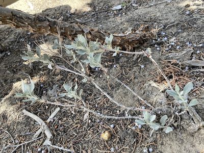 Eriogonum corymbosum, photographed by Bobby McCabe