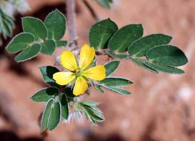 Kallstroemia parviflora, photographed by Catherine C. Galley