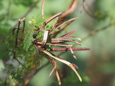 Desmanthus virgatus, photographed by 葉子