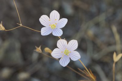 Leptosiphon liniflorus, photographed by Arvel Hernandez
