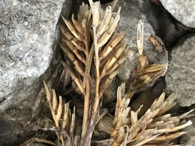 Sclerochloa dura, photographed by Ryan Donnelly