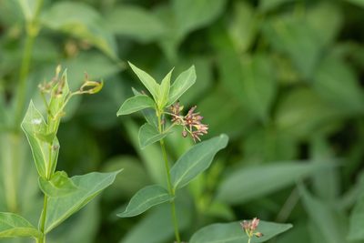 Vincetoxicum rossicum, photographed by Kalvin Chan