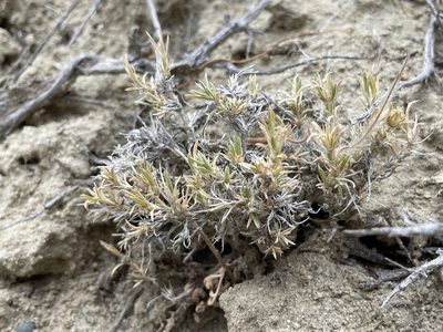 Phlox austromontana, photographed by Bobby McCabe