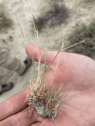 Muhlenbergia pungens, photographed by Bobby McCabe