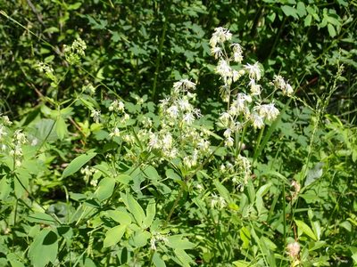 Thalictrum dasycarpum, photographed by Mary Krieger