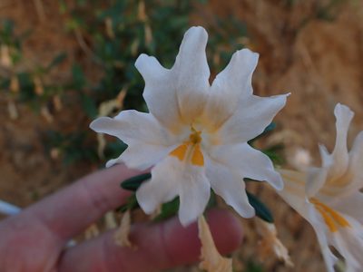Diplacus grandiflorus, photographed by Scott Yarger