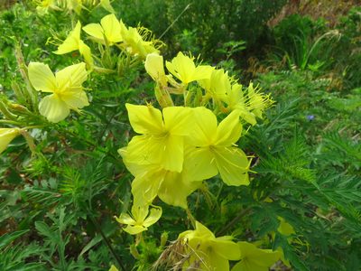 Oenothera rhombipetala, photographed by Annika Lindqvist