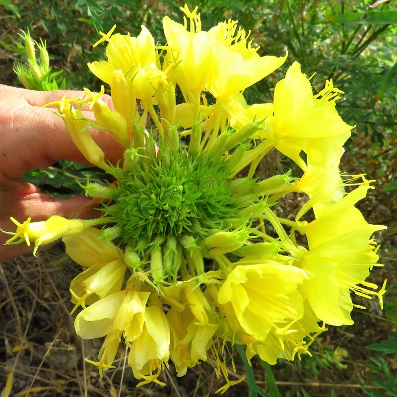 Oenothera rhombipetala, photographed by Annika Lindqvist
