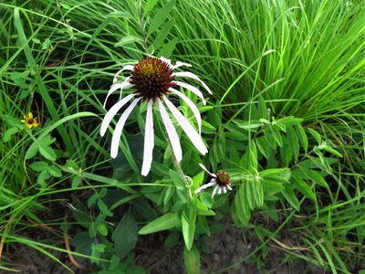 Echinacea sanguinea, photographed by Annika Lindqvist